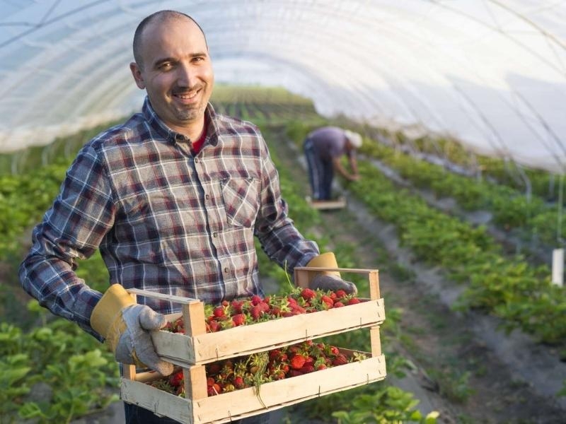 Fabricação de filmes agrícolas biodegradáveis e compostáveis com ecovio® M 2351.